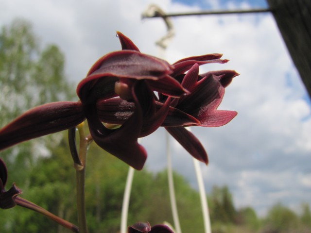 Mormodes vinaceum 01 .JPG