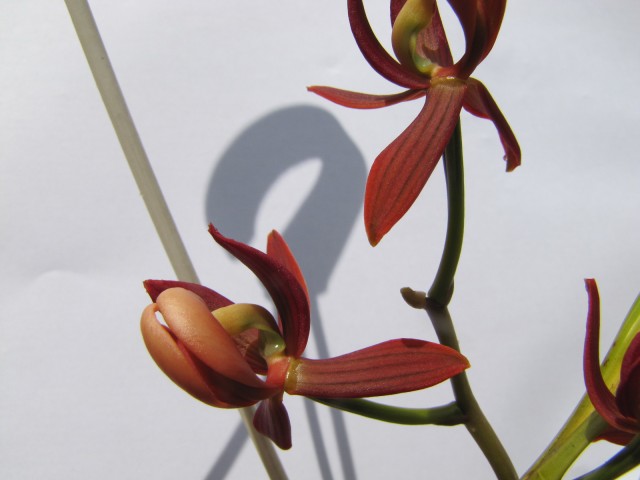 Mormodes warscewiczii .JPG