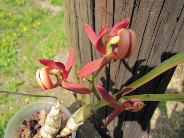 Mormodes warscewiczii 05 .JPG