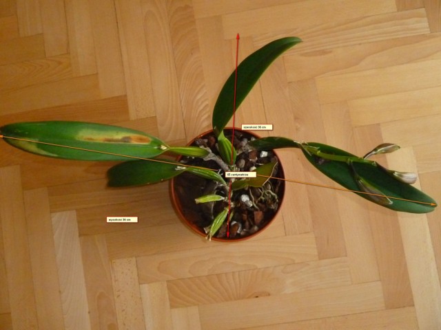 mossiae rozmiary.JPG