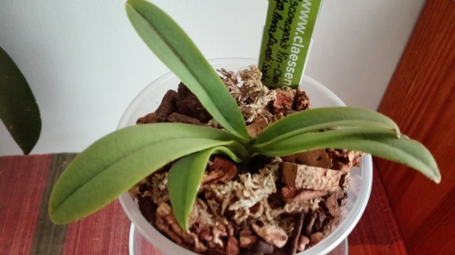 Asconopsis Amanda_liście_1.jpg