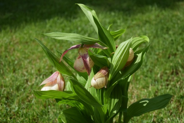 DSC_2271 — kopia.JPG