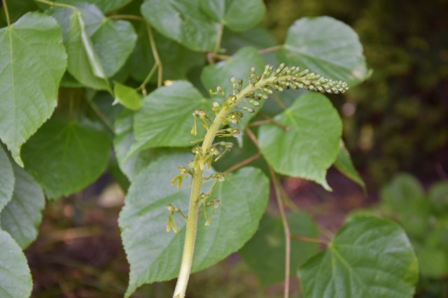 DSC_1967 — kopia.JPG