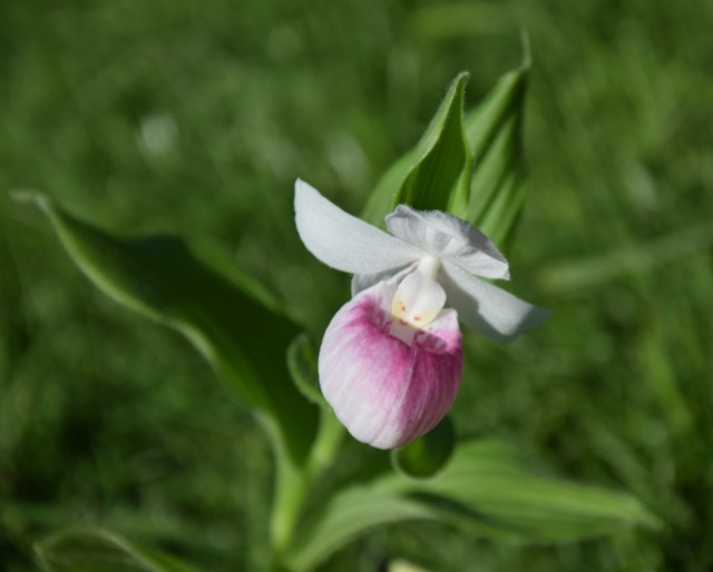 DSC_3363 — kopia.JPG