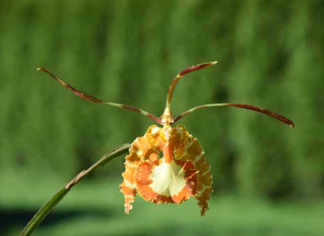 DSC_3370 — kopia.JPG