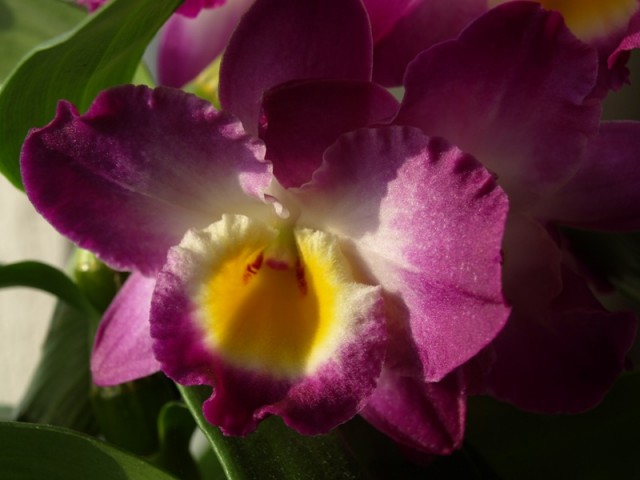 Dendrobium bordowe kwiat.JPG