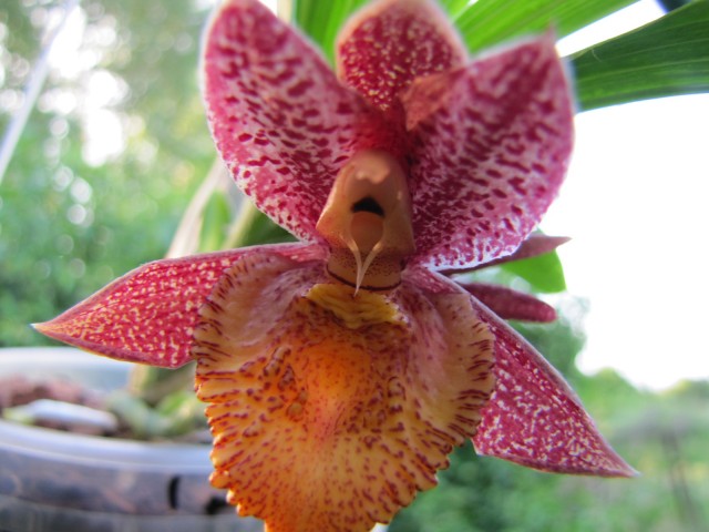 Catasetum tenebrosum 'Ed' AM AOS x denticulatum 'Orange Lip' .JPG