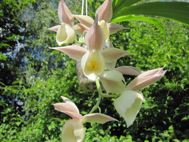 Catasetum Isabella Incantela (fuchsii x pileatum) .JPG