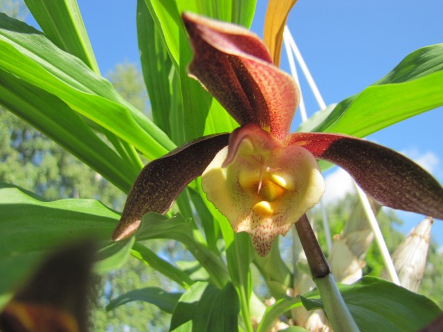 Catasetum incurvum x Ten Dragons 'Night Wasp' 06.2017 - 1 .JPG