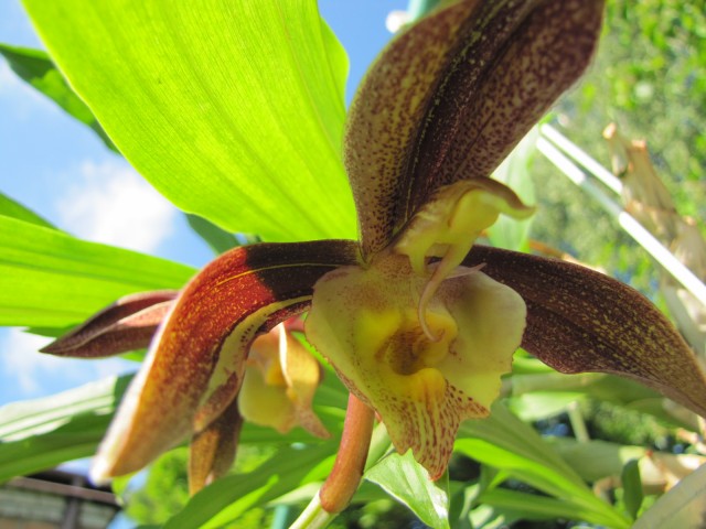 Catasetum incurvum x Ten Dragons 'Night Wasp' 06.2017 .JPG