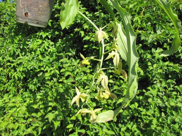 Catasetum fimbriatum 06.2017 - 1  (2).JPG