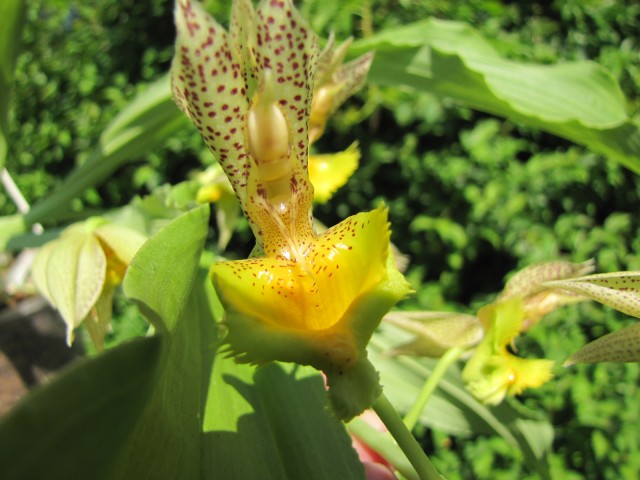 Catasetum fimbriatum 06.2017 - 2 .JPG