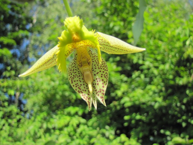 Catasetum fimbriatum 06.2017 - 1  (1).JPG