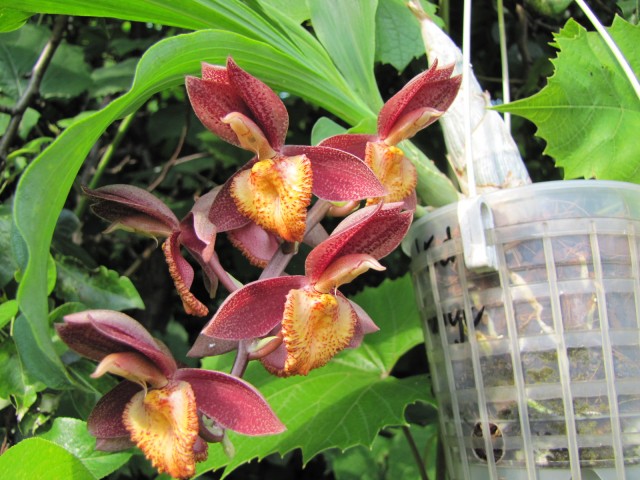Catasetum Ryan Harrington.JPG