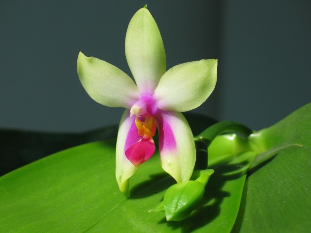 Phalenopsis bellina 2.JPG