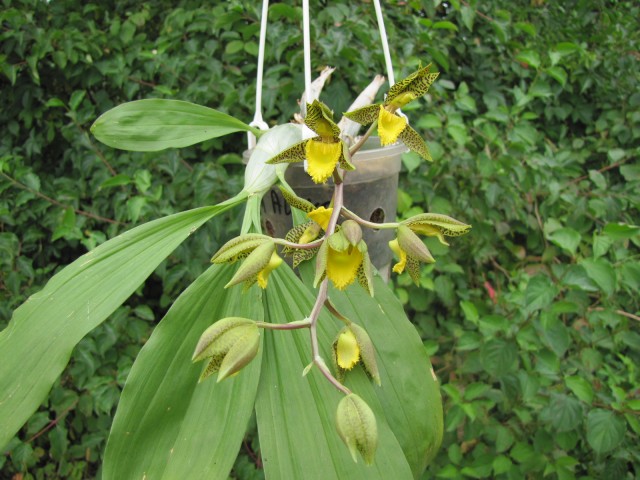 Catasetum Kleberbarb 08.2017 - 1 .JPG