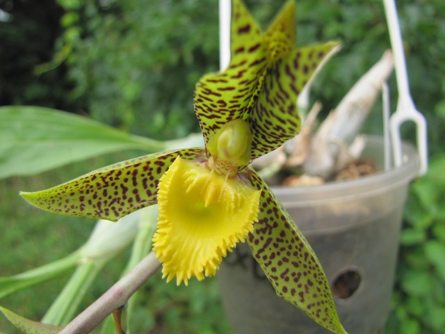 Catasetum Kleberbarb 08.2017 .JPG
