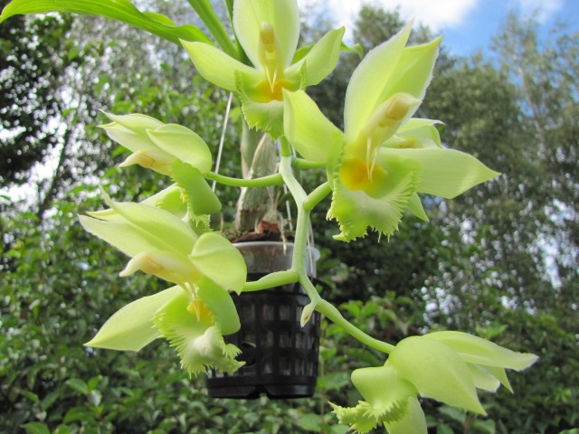 Ctsm Frilly Doris x Ctsm spitzii 'SVO Gold' 08.2017 .JPG