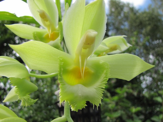 Catasetum Frilly Doris 'SVO II' AM AOS x Ctsm spitzii 'SVO Gold' FCC AOS.JPG