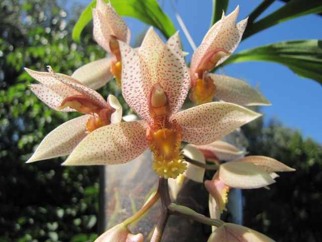 Catasetum Dentibarb 08.2017 .JPG