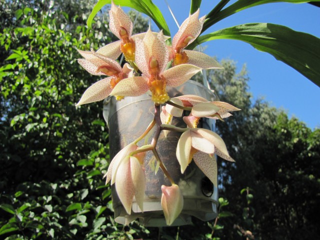 Catasetum Dentibarb 08.2017 - 2 .JPG