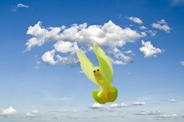 Latający śpioch.jpg