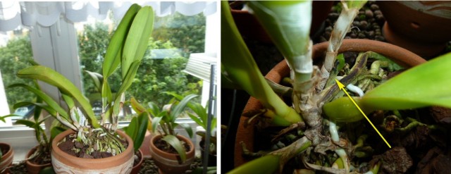 Lealia gracjana1.jpg