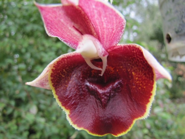 Catasetum Orchidglade 09.2017 - 1  (1).JPG