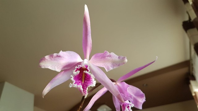 cattleya3.jpg