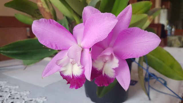 cattleya4.jpg
