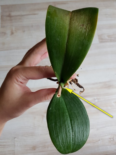 file.jpg