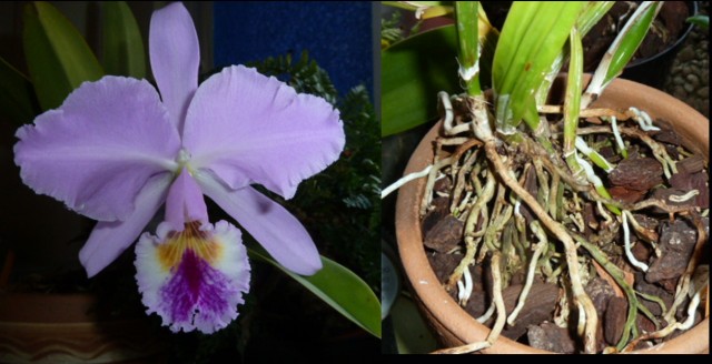 Catt. labiata semi alba x Tipo.jpg