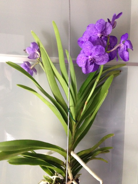 Princess Mikasa1.jpg