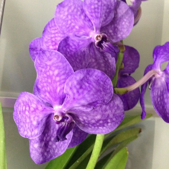 Princess Mikasa2.jpg