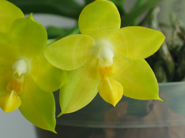 Phal. Princess Kaiulani flava 2.JPG