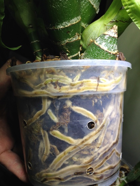 Chysis limminghei.jpg