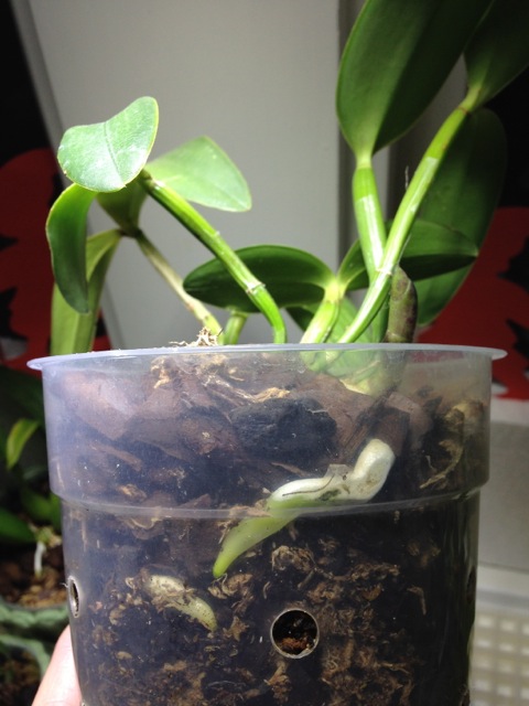 C. intermedia orlata Rio.jpg