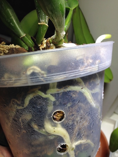 C. mossiae.jpg