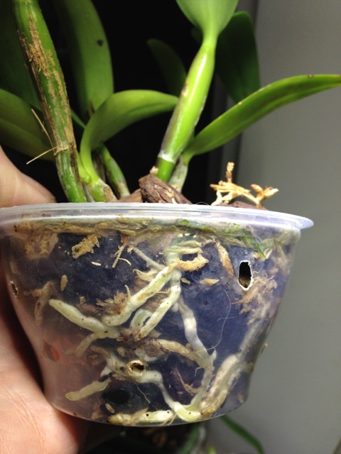 C. aurantiaca.jpg