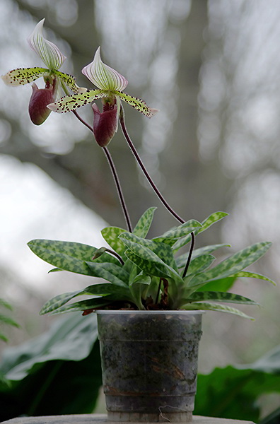 Paph010_48a.jpg