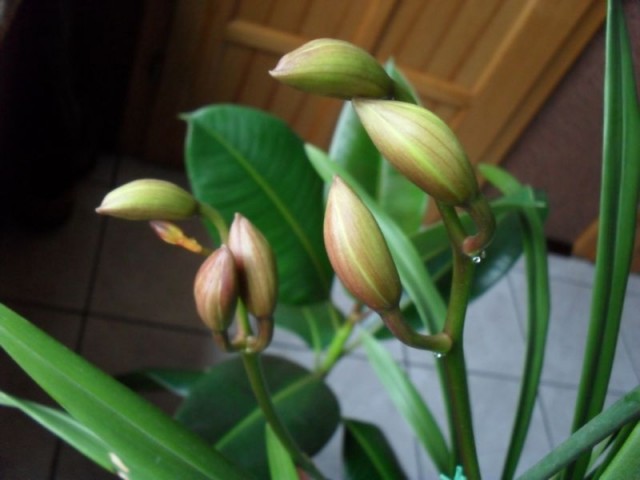 cattleya i cymbałek 028.JPG