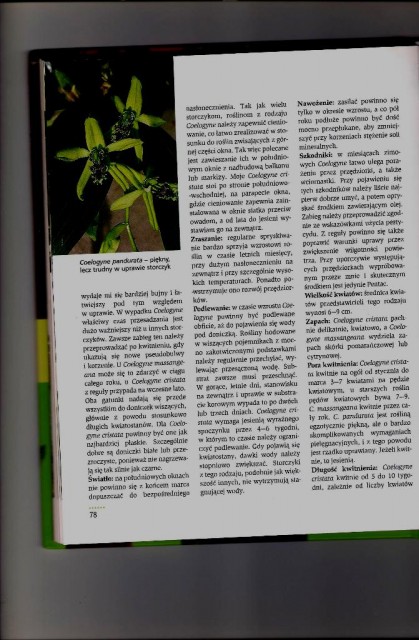 C. messangeana_2.jpg