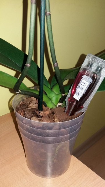 liscie i podloze.jpg