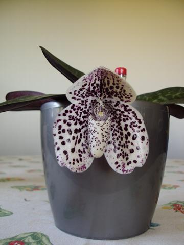 DSC04140 (Copy).JPG