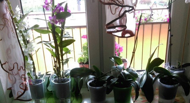 IMAG0972.jpg
