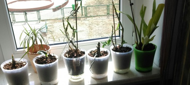 IMAG0975.jpg