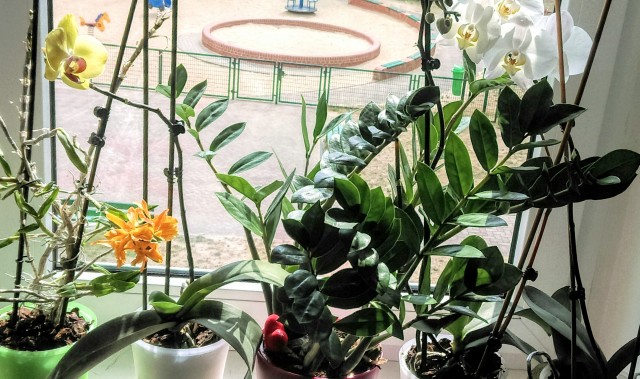 IMAG0974.jpg