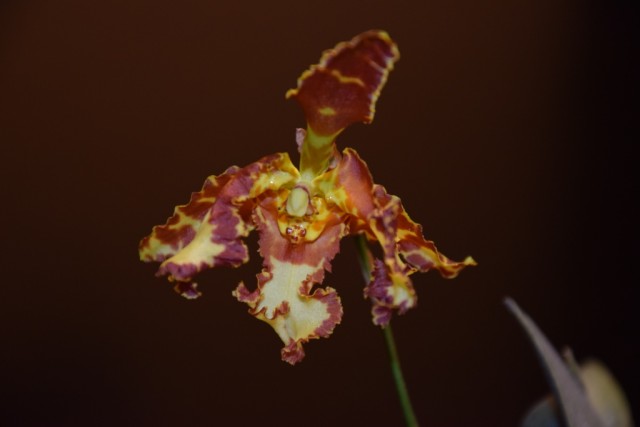 DSC_3798 — kopia.JPG