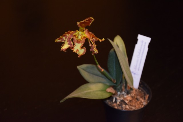 DSC_3799 — kopia.JPG