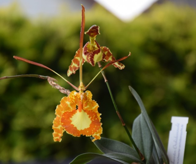 DSC_3774 — kopia.JPG